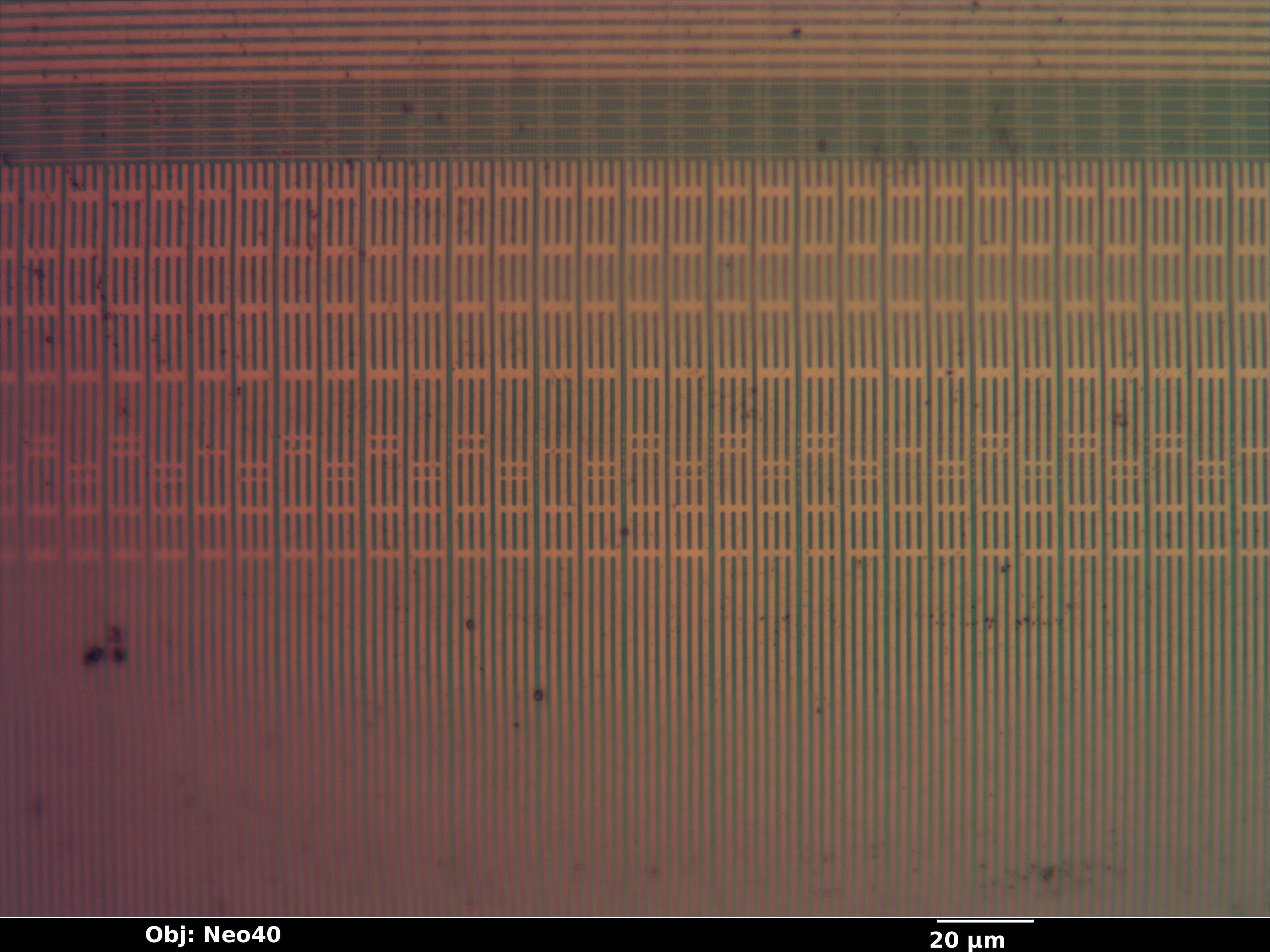a3p030_04_bf_neo40x_annotated.jpg a3p030_04_bf_neo40x_annotated.jpg