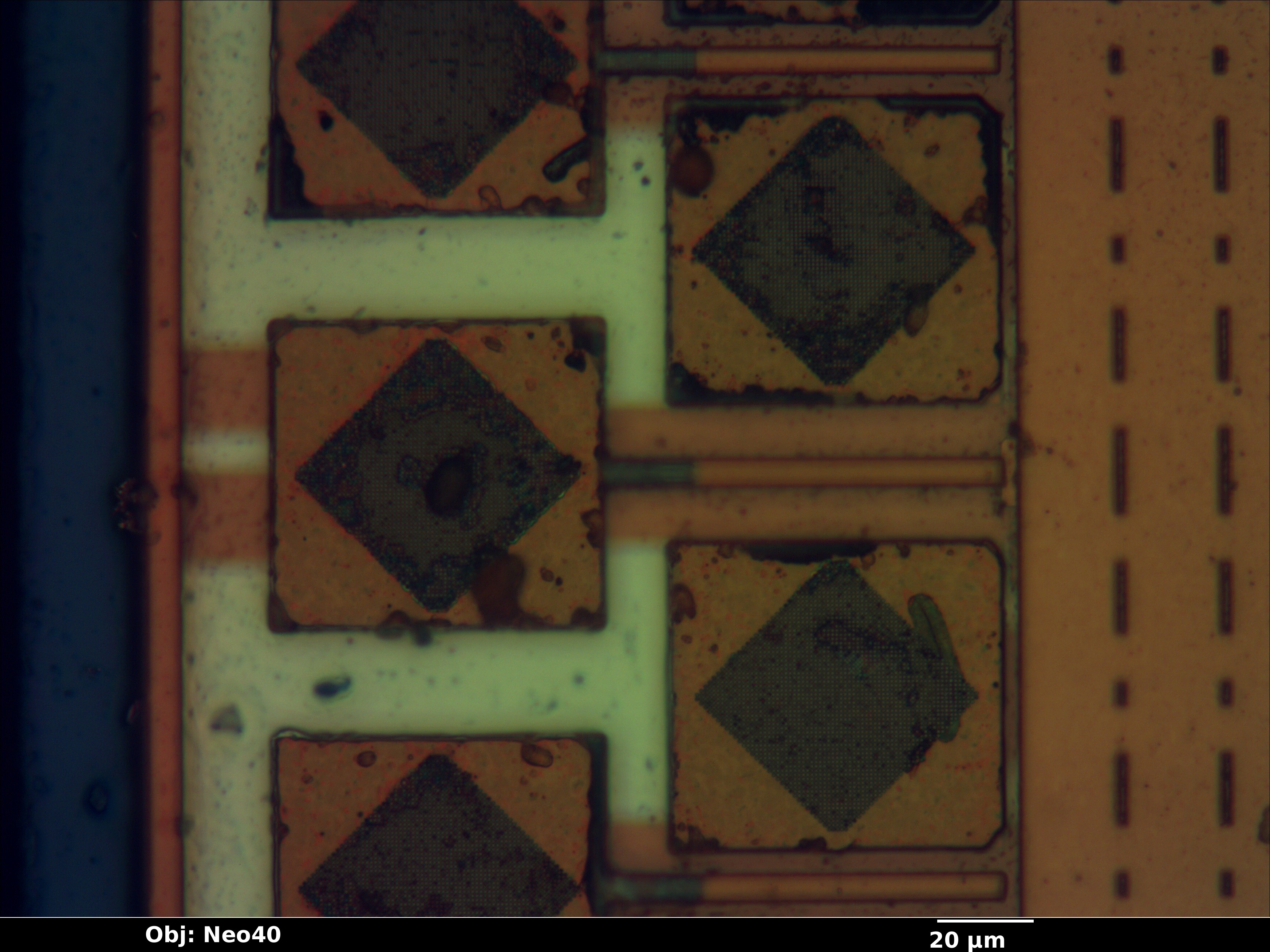 mcpx_24_bf_neo40x_annotated.jpg mcpx_24_bf_neo40x_annotated.jpg