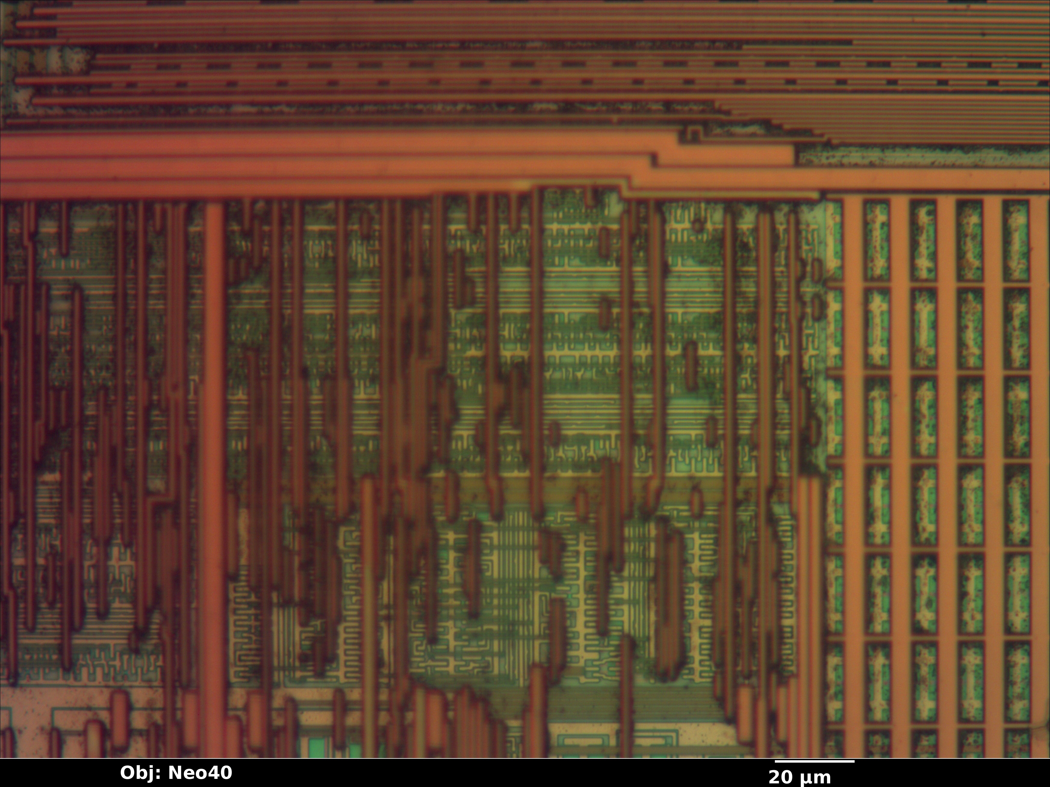 ad1981b_28_bf_neo40x_annotated.jpg ad1981b_28_bf_neo40x_annotated.jpg