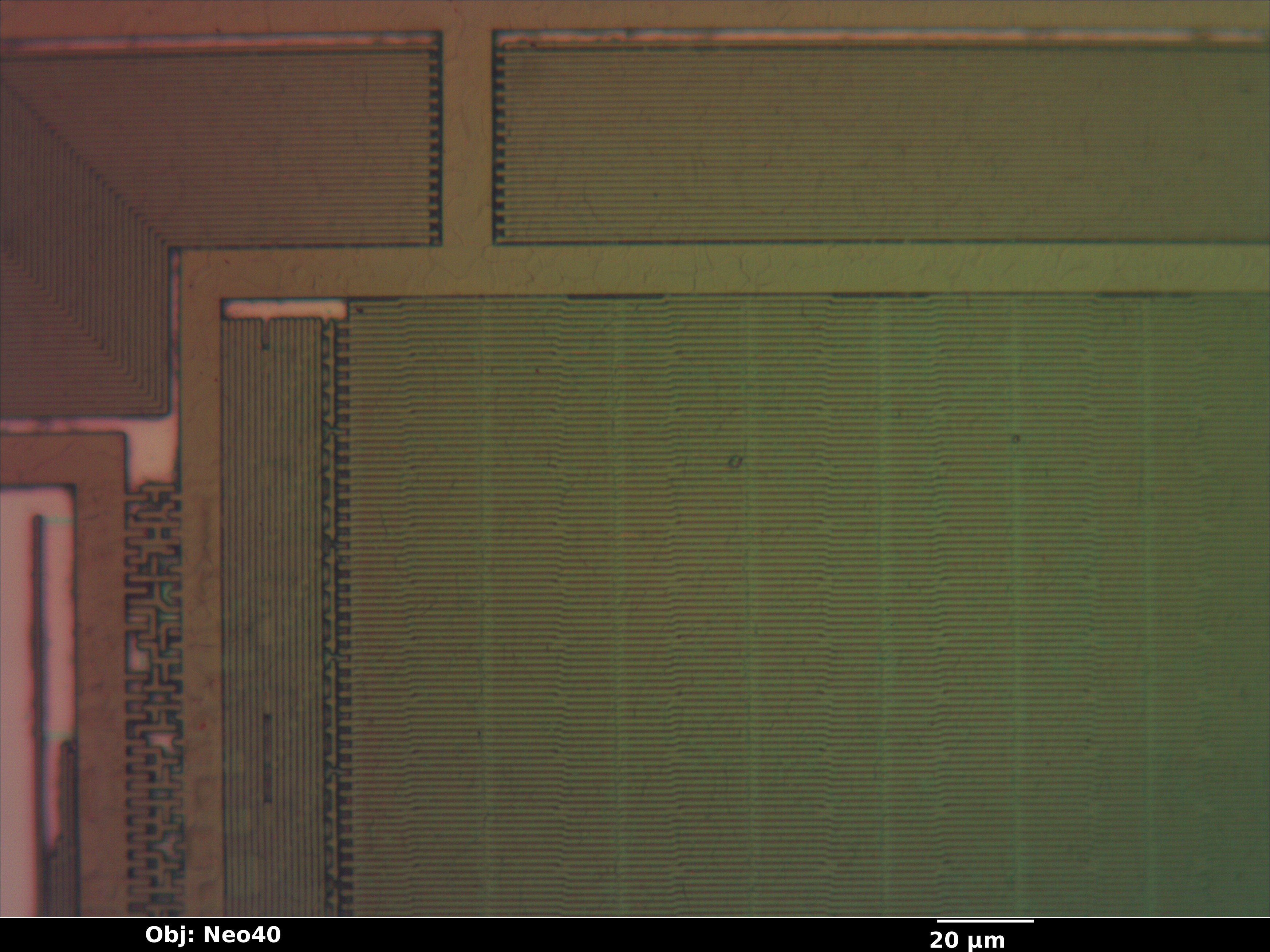 ghh393_14_bf_neo40x_annotated.jpg ghh393_14_bf_neo40x_annotated.jpg