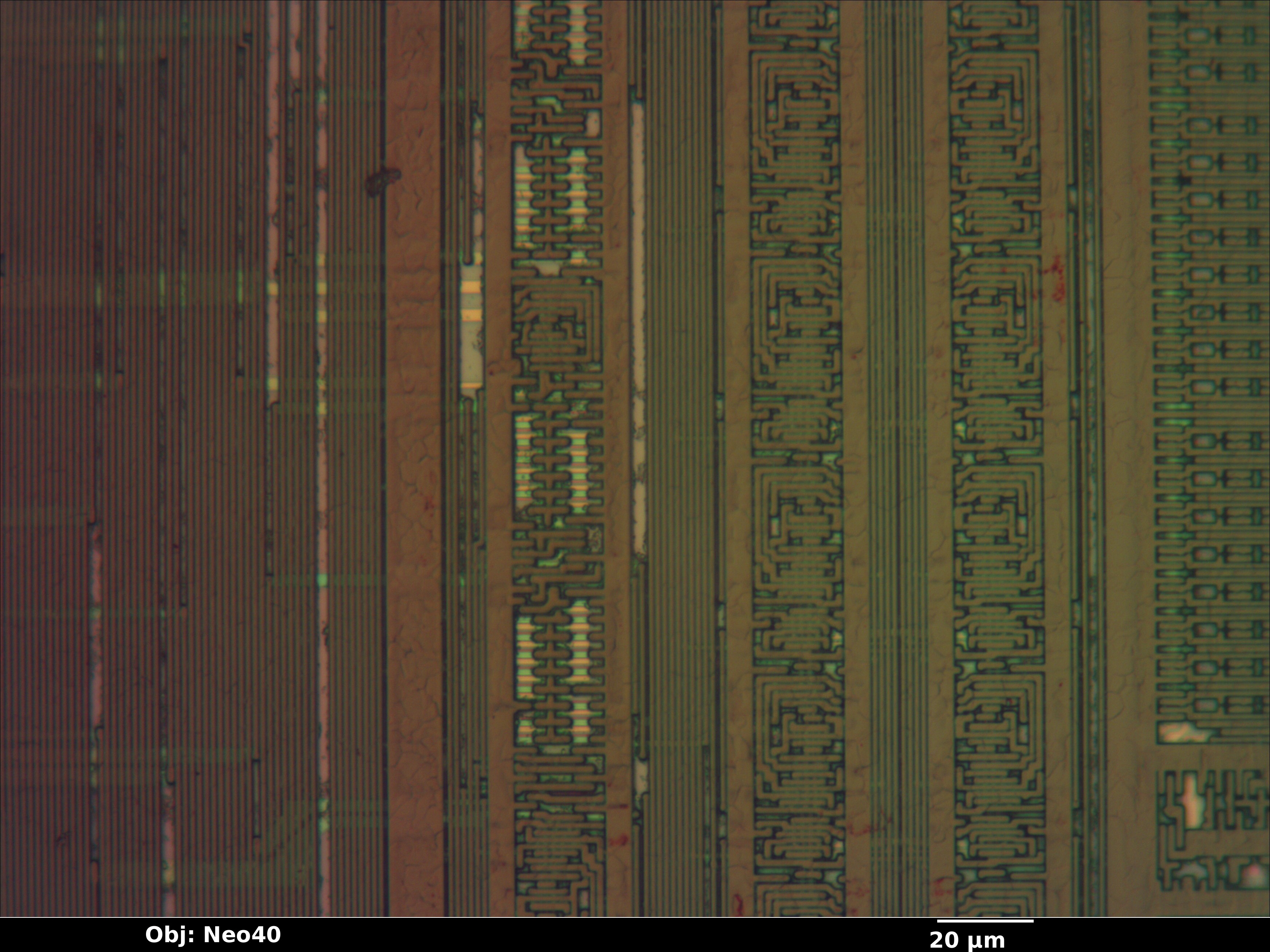 ghh393_17_bf_neo40x_annotated.jpg ghh393_17_bf_neo40x_annotated.jpg