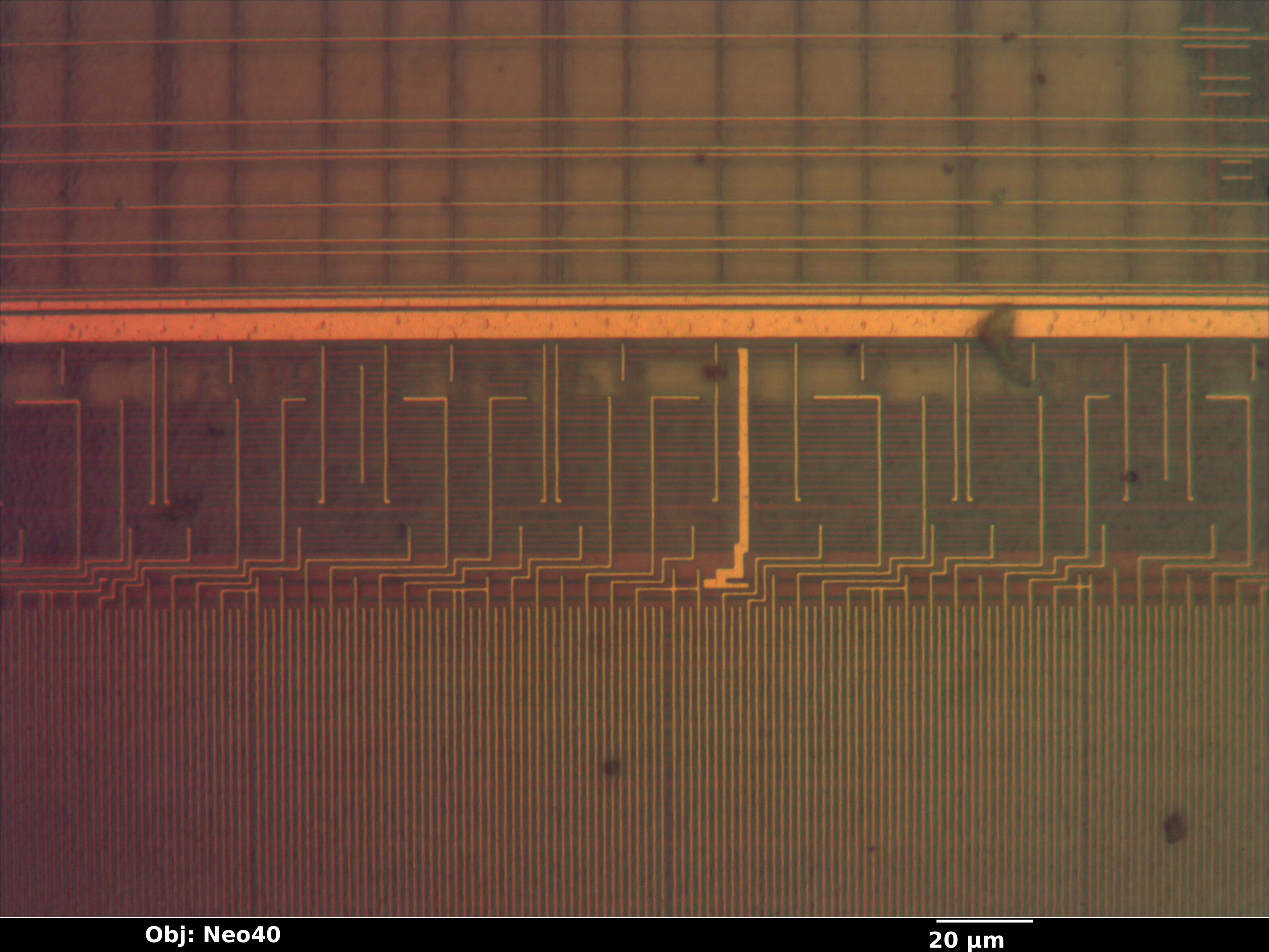 mpc555_01_bf_neo40x_annotated.jpg mpc555_01_bf_neo40x_annotated.jpg