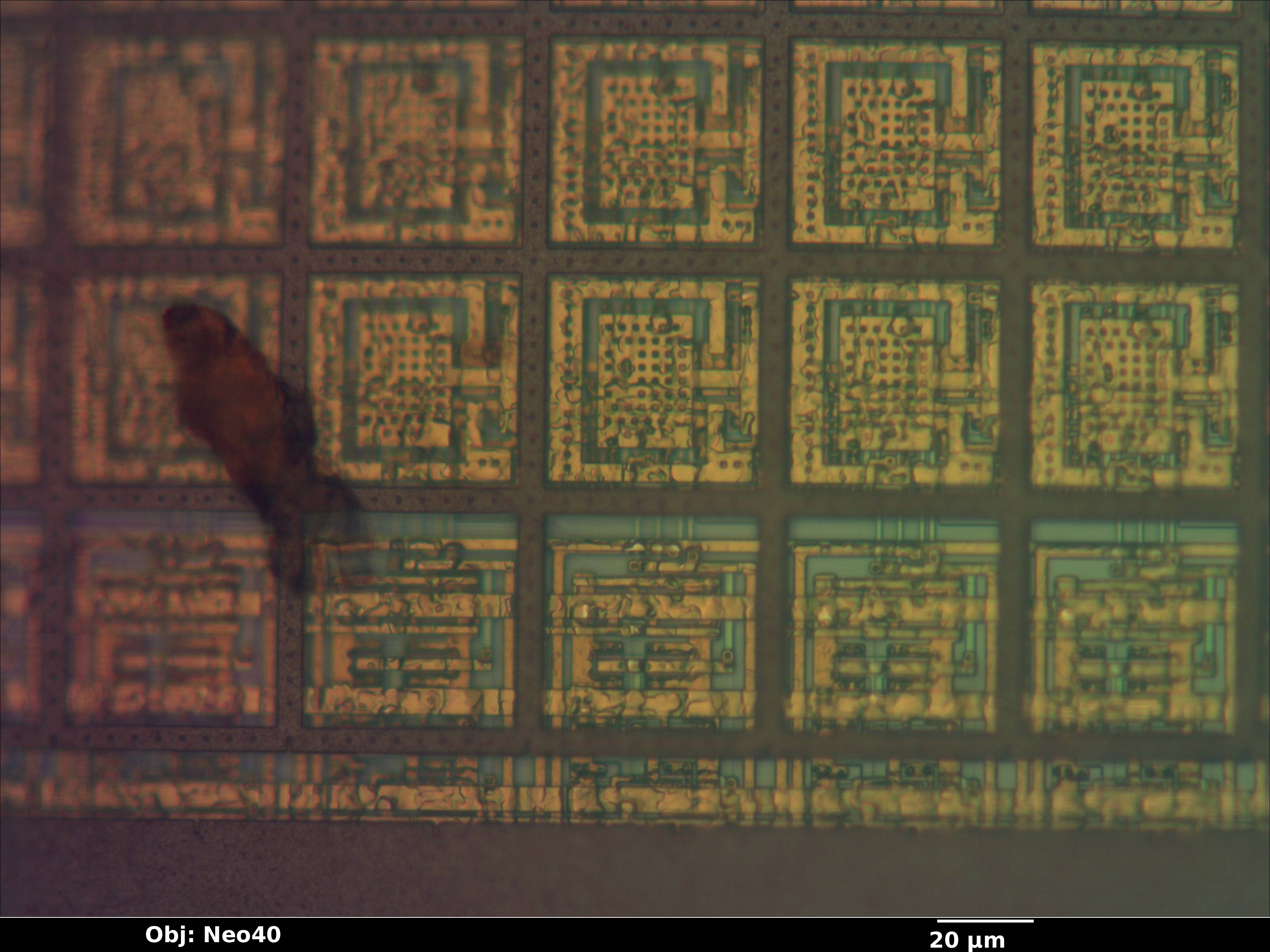 fingerprint_006_bf_neo40x_annotated.jpg fingerprint_006_bf_neo40x_annotated.jpg