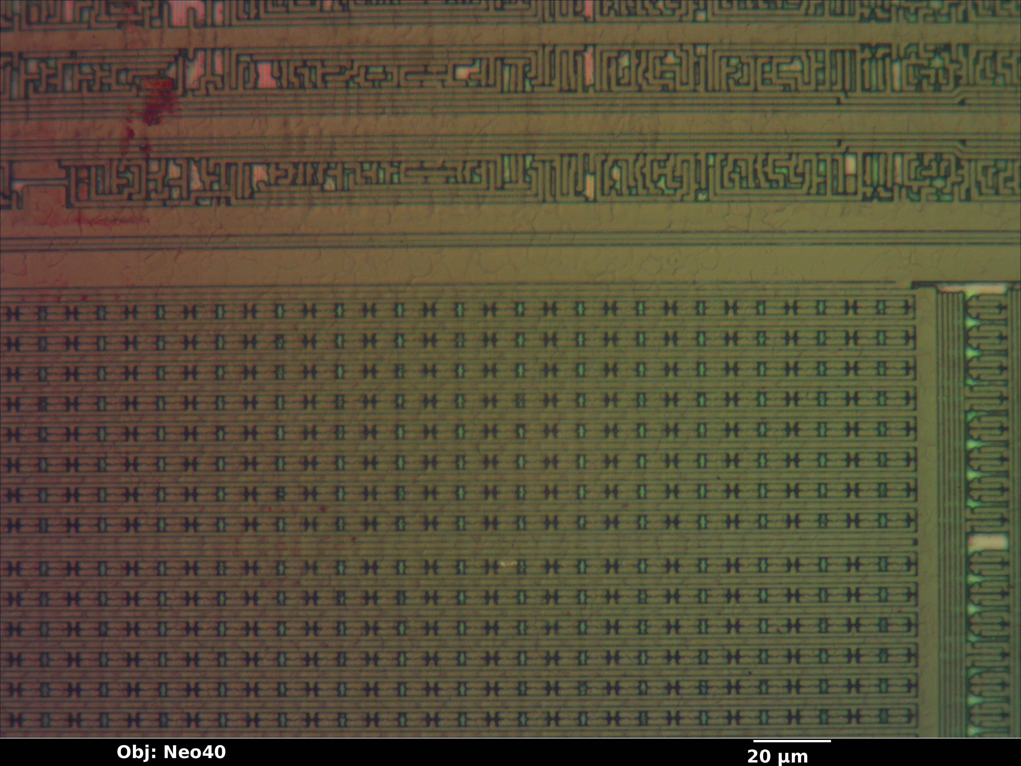 ghh393_13_bf_neo40x_annotated.jpg ghh393_13_bf_neo40x_annotated.jpg