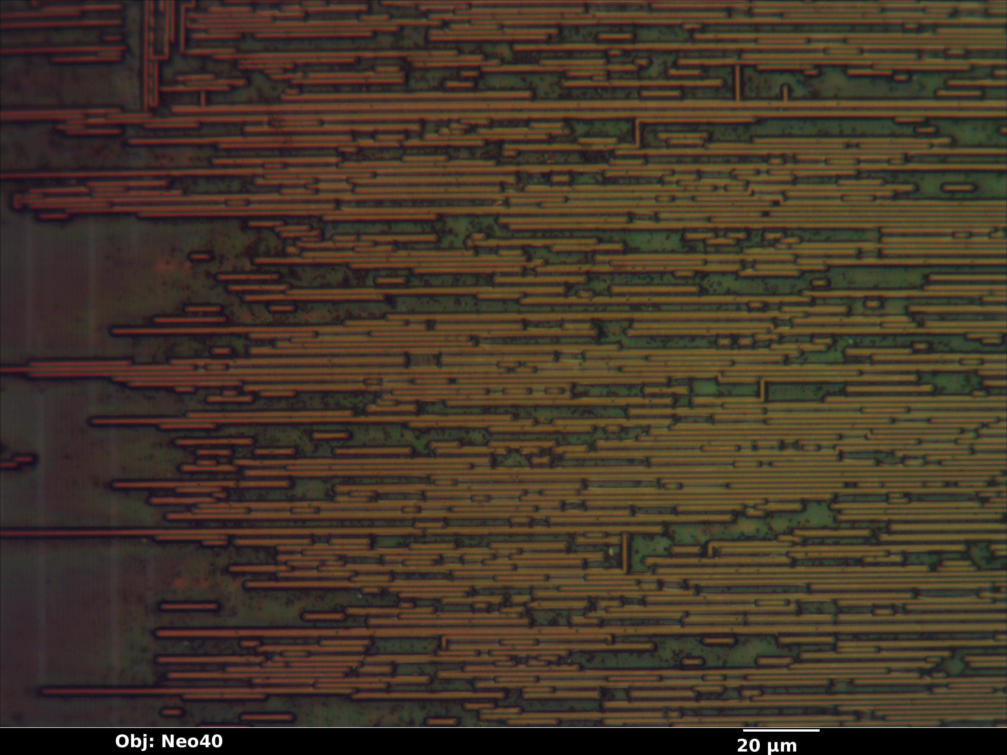 allegro_23_bf_neo40x_annotated.jpg allegro_23_bf_neo40x_annotated.jpg