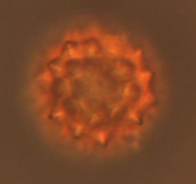 pollen.jpg pollen.jpg