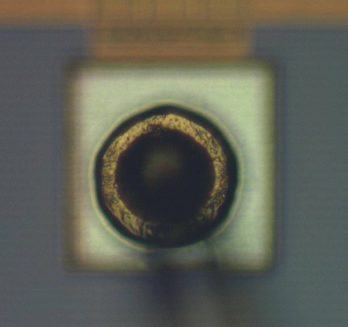 ball_bond_02_neo20x_cropped.jpg